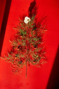 Flat Lay Of needle Leaves In A Shape Of A Christmas Tree with flower and berr Stock Photos