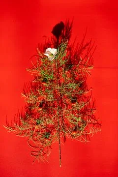 Flat Lay Of needle Leaves In A Shape Of A Christmas Tree with flower and berr Stock Photos
