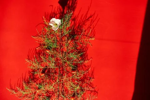 Flat Lay Of needle Leaves In A Shape Of A Christmas Tree with flower and berr Stock Photos