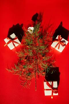 Flat Lay Of needle Leaves In A Shape Of A Christmas Tree with flower and berr Stock Photos