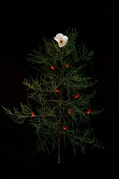 Flat Lay Of needle Leaves In A Shape Of A Christmas Tree with flower and berr Foto stock