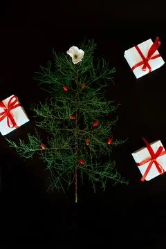 Flat Lay Of needle Leaves In A Shape Of A Christmas Tree with flower and berr Foto stock
