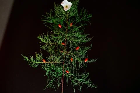 Flat Lay Of needle Leaves In A Shape Of A Christmas Tree with flower and berr Stock Photos