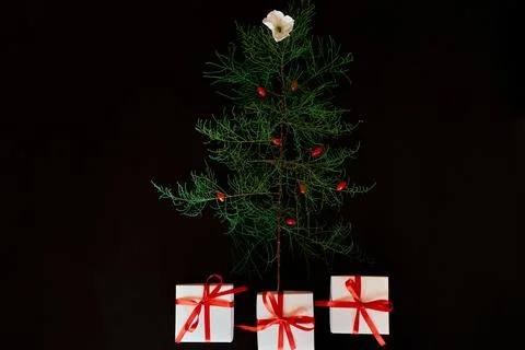 Flat Lay Of needle Leaves In A Shape Of A Christmas Tree with flower and berr Stock Photos