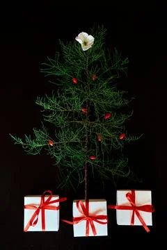 Flat Lay Of needle Leaves In A Shape Of A Christmas Tree with flower and berr Stock Photos