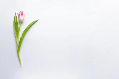 Flat lay one tulip on a white background with space for text Stock Photos