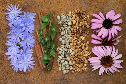 Flat lay  of  options roasting types and mint, cinnamon, chicory, echinacea   Stock Photos