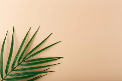 Flat lay with palm leaf in diagonal on beige background. Concept of abstract Stock Photos