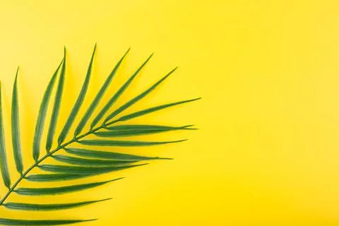 Flat lay with palm leaf in diagonal on yellow background. Concept of abstract Stock Photos