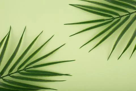 Flat lay with palm leaf in diagonal on bright pastel green background. Concept Stock Photos