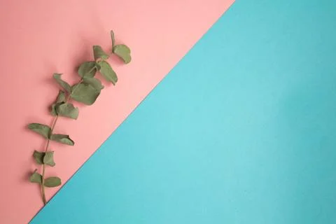 Flat lay pastel composition. background witha sprig of eucalyptus on blue pin Stock Photos