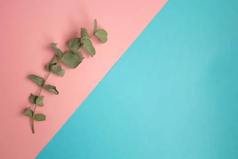 Flat lay pastel composition. background witha sprig of eucalyptus on blue pin Stock Photos