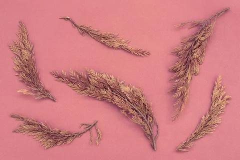 Flat lay pattern with autumn dry juniper leaves on warm pink paper textured Stockfoto's