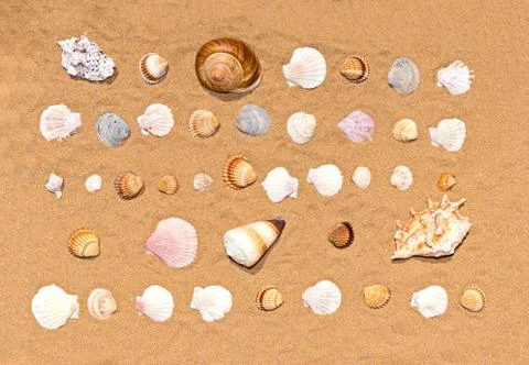 Flat lay pattern of colorful and various seashells on sea sand background, Stock Photos