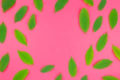 Flat lay pattern with fresh green leaves Stock Photos