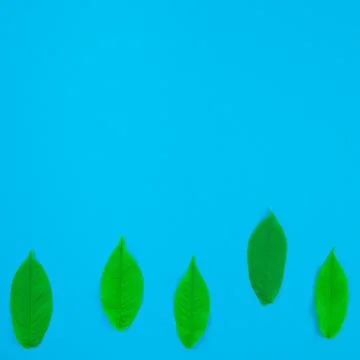 Flat lay pattern with fresh green leaves Foto stock