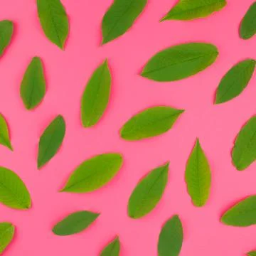 Flat lay pattern with fresh green leaves Foto stock