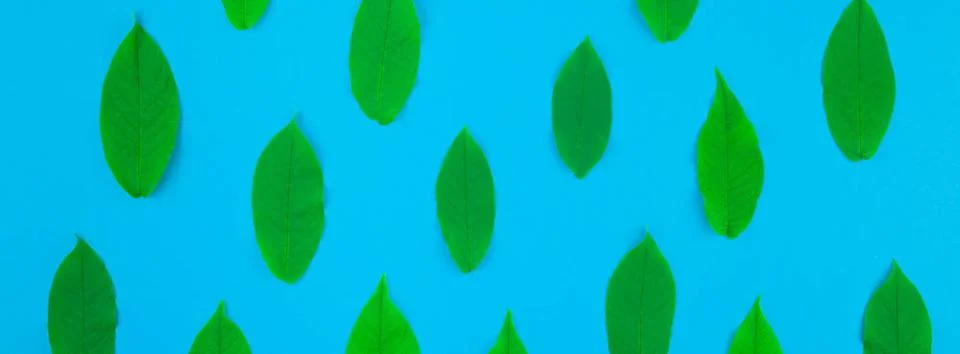 Flat lay pattern with fresh green leaves Creative flat lay top view patter... Stock Photos