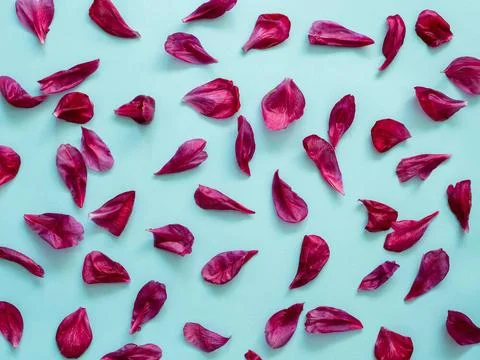 Flat lay pattern peony petails blue background Red burgundy peony petals f... Stock Photos
