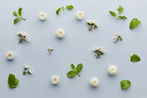 Flat lay pattern of white flowers and green leaves on light blue background Stock Photos