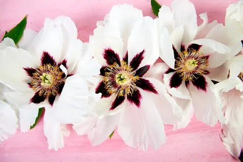 Flat lay pattern of white on pink background. Stock Photos