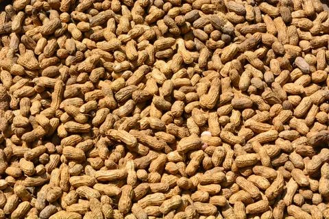 Flat lay of peanuts that are being dried in the sun with their skins on Stock Photos