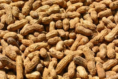 Flat lay of peanuts that are being dried in the sun with their skins on Stock Photos