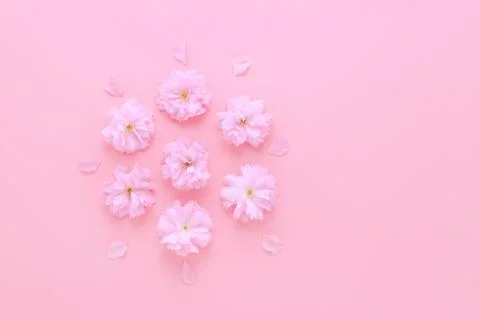 Flat lay pink background with sakura fresh flowers Stock Photos