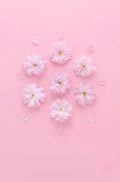 Flat lay pink background with sakura fresh flowers Stock Photos