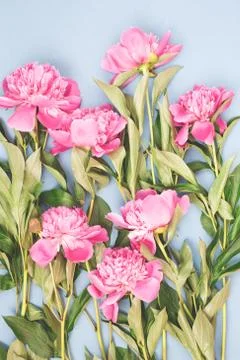 Flat lay with pink peonies. Stock Photos