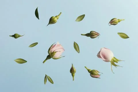 Flat lay pink spring roses Stock Photos