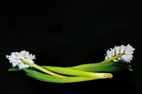 Flat Lay, postcard for death, funeral.  White hyacinth flowers on black bac.. Stock Photos