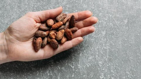 Flat lay raw fermented. organic cacao beans for chocolate Stock Photos