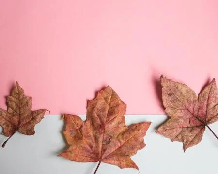 Flat lay red autumn maple leaves on pastel pinl background, copy space Stock Photos