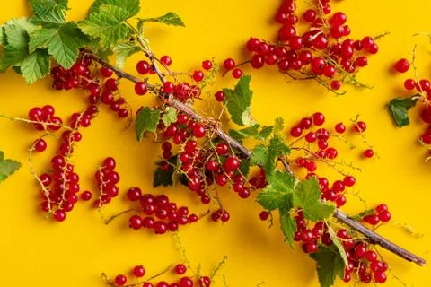Flat lay of red currant branch with green leaves.s Stock Photos