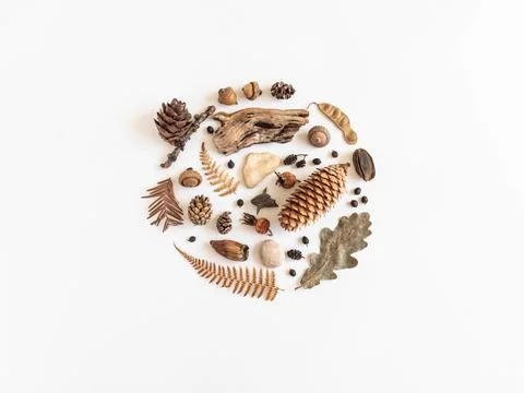 Flat lay round autumn composition. Collection of various fall forest material Stock Photos