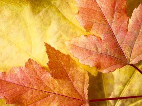 Flat lay. Selective focus on red leaves lying on top of a yellow leaf. Autumn Stock Photos