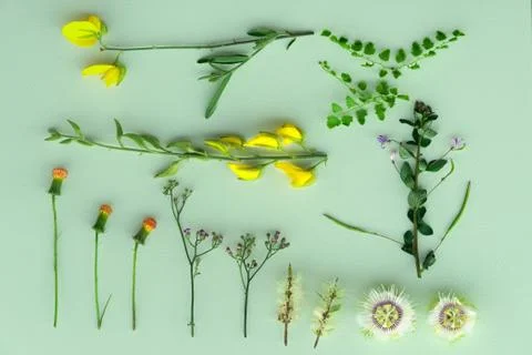 Flat lay of several wild flower and green plant in spring and summer botanica Stock Photos