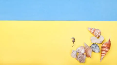 Flat lay of shells and sea Horse on a blue and yellow background Stock Photos