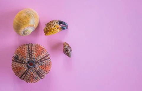 Flat lay of shells and sea urchin on pink background with space for text. Con Stock Photos