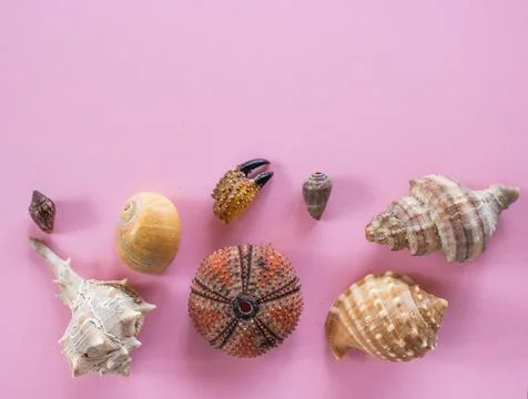 Flat lay of shells and sea urchin on pink background with space for text. Con Stock Photos