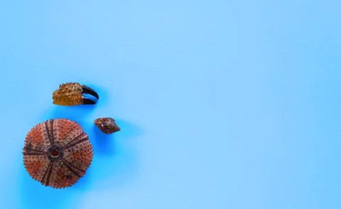 Flat lay of shells and sea urchin on pink background with space for text. Con Stock Photos