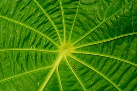 Flat lay of small plants around the house Stock Photos