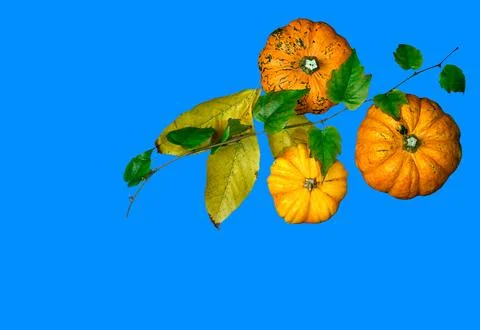 Flat lay of small pumpkins and leaves isolated on white background Foto stock