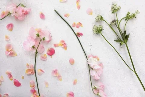 Flat lay soft pink and fresh green floral pattern on white background Stock Photos