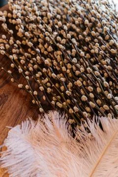Flat lay of soft pussy willow branches and delicate feathers on a wooden Stock Photos