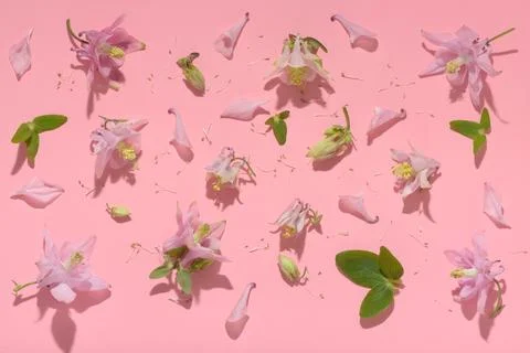 Flat lay spring abstract flowers background of columbine flower with hard s.. 写真素材