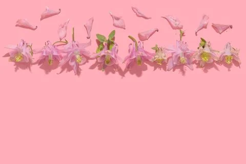 Flat lay spring abstract flowers background of columbine flower with hard s.. 写真素材