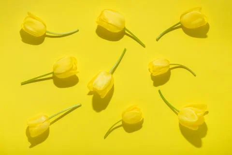 Flat lay spring abstract flowers background of yellow tulips flower with ha.. 写真素材