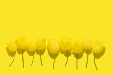 Flat lay spring abstract flowers background of yellow tulips flower with ha.. Stock Photos